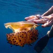 Charger l'image dans la galerie, SEASHELL